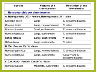 Species Features of Y
chromosomes
Mechanism of sex
determination
1. Heteromorphic sex chromosome
A. Homogametic (XX) - Female, Heterogametic (XY)- Male
Cannabis sativa Large X/ autosome balance
Coccinia indica Large, Heterochromatic Y- active
Humulus lupulus Small, euchromatic X/ autosome balance
Rumex hastatulus Large, euchromatic X/ autosome balance
Salina latifolia Large, euchromatic Y- active
Salina dioica Large, euchromatic Y- active
B. XX- Female, XY1Y2 - Male
Humulus japonicus Large, Heterochromatic X/ autosome balance
Rumex hastatulus Large, euchromatic Active Y and X/
autosome balance
C. X1X1X2X2- Female, X1X2Y1Y2 - Male
Humulus lupulus Moderate, euchromatic X/ autosome balance
 