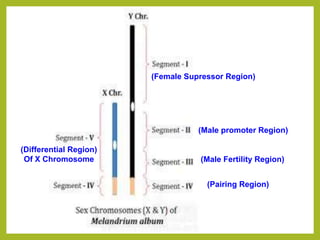 (Female Supressor Region)
(Male promoter Region)
(Male Fertility Region)
(Pairing Region)
(Differential Region)
Of X Chromosome
 
