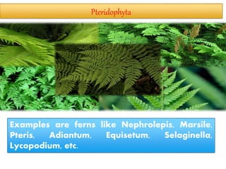 Classification Of Plant | PPTX