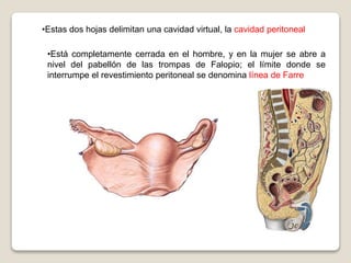 •Estas dos hojas delimitan una cavidad virtual, la cavidad peritoneal
•Está completamente cerrada en el hombre, y en la mujer se abre a
nivel del pabellón de las trompas de Falopio; el límite donde se
interrumpe el revestimiento peritoneal se denomina línea de Farre
 