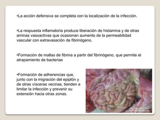 •La acción defensiva se completa con la localización de la infección.
•La respuesta inflamatoria produce liberación de histamina y de otras
aminas vasoactivas que ocasionan aumento de la permeabilidad
vascular con extravasación de fibrinógeno.
•Formación de mallas de fibrina a partir del fibrinógeno, que permite el
atrapamiento de bacterias
•Formación de adherencias que,
junto con la migración del epiplón y
de otras vísceras vecinas, tienden a
limitar la infección y prevenir su
extensión hacia otras zonas.
 