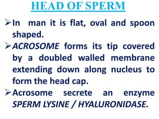 HEAD OF SPERM
In man it is flat, oval and spoon
shaped.
ACROSOME forms its tip covered
by a doubled walled membrane
extending down along nucleus to
form the head cap.
Acrosome secrete an enzyme
SPERM LYSINE / HYALURONIDASE.
 