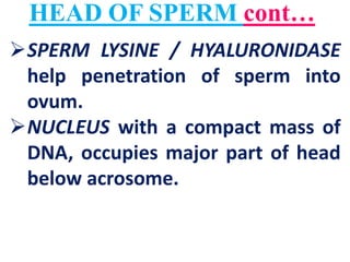 HEAD OF SPERM cont…
SPERM LYSINE / HYALURONIDASE
help penetration of sperm into
ovum.
NUCLEUS with a compact mass of
DNA, occupies major part of head
below acrosome.
 