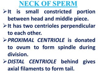 NECK OF SPERM
It is small constricted portion
between head and middle piece.
It has two centrioles perpendicular
to each other.
PROXIMAL CENTRIOLE is donated
to ovum to form spindle during
division.
DISTAL CENTRIOLE behind gives
axial filaments to form tail.
 