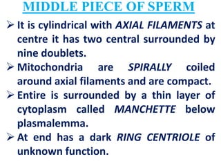 MIDDLE PIECE OF SPERM
 It is cylindrical with AXIAL FILAMENTS at
centre it has two central surrounded by
nine doublets.
 Mitochondria are SPIRALLY coiled
around axial filaments and are compact.
 Entire is surrounded by a thin layer of
cytoplasm called MANCHETTE below
plasmalemma.
 At end has a dark RING CENTRIOLE of
unknown function.
 