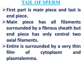 TAIL OF SPERM
First part is main piece and last is
end piece.
Main piece has all filaments
surrounded by a fibrous sheath but
end piece has only central two
axial filaments.
Entire is surrounded by a very thin
film of cytoplasm and
plasmalemma.
 