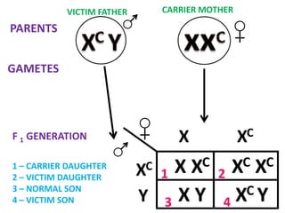 VICTIM FATHER CARRIER MOTHER
PARENTS
GAMETES
F 1 GENERATION
1 X XC
2 XC XC
3 X Y 4 XC Y
XC
Y
1 – CARRIER DAUGHTER
2 – VICTIM DAUGHTER
3 – NORMAL SON
4 – VICTIM SON
X
XC
 