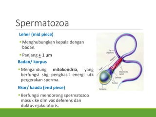 Spermatozoa
Leher (mid piece)
 Menghubungkan kepala dengan
badan.
 Panjang + 1 µm
Badan/ korpus
 Mengandung mitokondria, yang
berfungsi sbg penghasil energi utk
pergerakan sperma.
Ekor/ kauda (end piece)
 Berfungsi mendorong spermatozoa
masuk ke dlm vas deferens dan
duktus ejakulotoris.
 