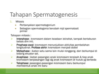 Tahapan Spermatogenesis
1. Mitosis
Perbanyakan spermatogonium
Sebagian spermatogonia berubah mjd spermatosit
primer
Tahapan mitosis :
 Interphase : kromosom dalam keadaan istirahat, tampak bertaburan
bebas dlm inti.
 Prophase awal: kromosom menunjukkan aktivitas pembelahan
longitudinal. Profase akhir: kromosom menjadi dobel
 Metaphase : ikatan satu sama lain mulai renggang, dan berkumpul di
bidang ekuator sel.
 Anaphase : ikatan pasangan anak kromosom terpisah & tiap anak
kromosom berpasangan lagi dg anak kromosom dr kutub yg berbeda
 Telophase: pasangan-pasangan kromosom baru berkumpul
membentuk anak inti baru
 