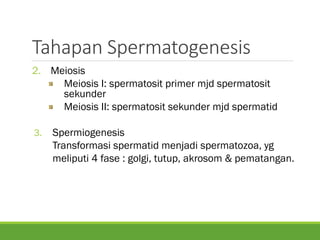 Tahapan Spermatogenesis
2. Meiosis
Meiosis I: spermatosit primer mjd spermatosit
sekunder
Meiosis II: spermatosit sekunder mjd spermatid
3. Spermiogenesis
Transformasi spermatid menjadi spermatozoa, yg
meliputi 4 fase : golgi, tutup, akrosom & pematangan.
 