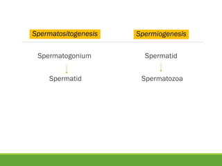 Spermatid
Spermatozoa
Spermiogenesis
Spermatogonium
Spermatid
Spermatositogenesis
 