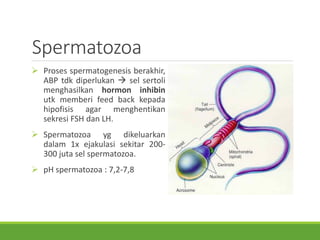 Spermatozoa
 Proses spermatogenesis berakhir,
ABP tdk diperlukan  sel sertoli
menghasilkan hormon inhibin
utk memberi feed back kepada
hipofisis agar menghentikan
sekresi FSH dan LH.
 Spermatozoa yg dikeluarkan
dalam 1x ejakulasi sekitar 200-
300 juta sel spermatozoa.
 pH spermatozoa : 7,2-7,8
 