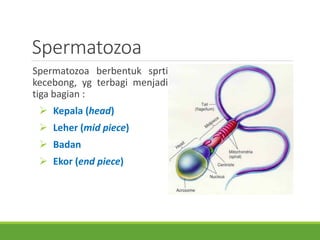 Spermatozoa
Spermatozoa berbentuk sprti
kecebong, yg terbagi menjadi
tiga bagian :
 Kepala (head)
 Leher (mid piece)
 Badan
 Ekor (end piece)
 