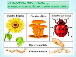 -5 ЦАРСТАВА ОРГАНИЗАМА су:
монере, протисти, биљке, гљиве и животиње
 