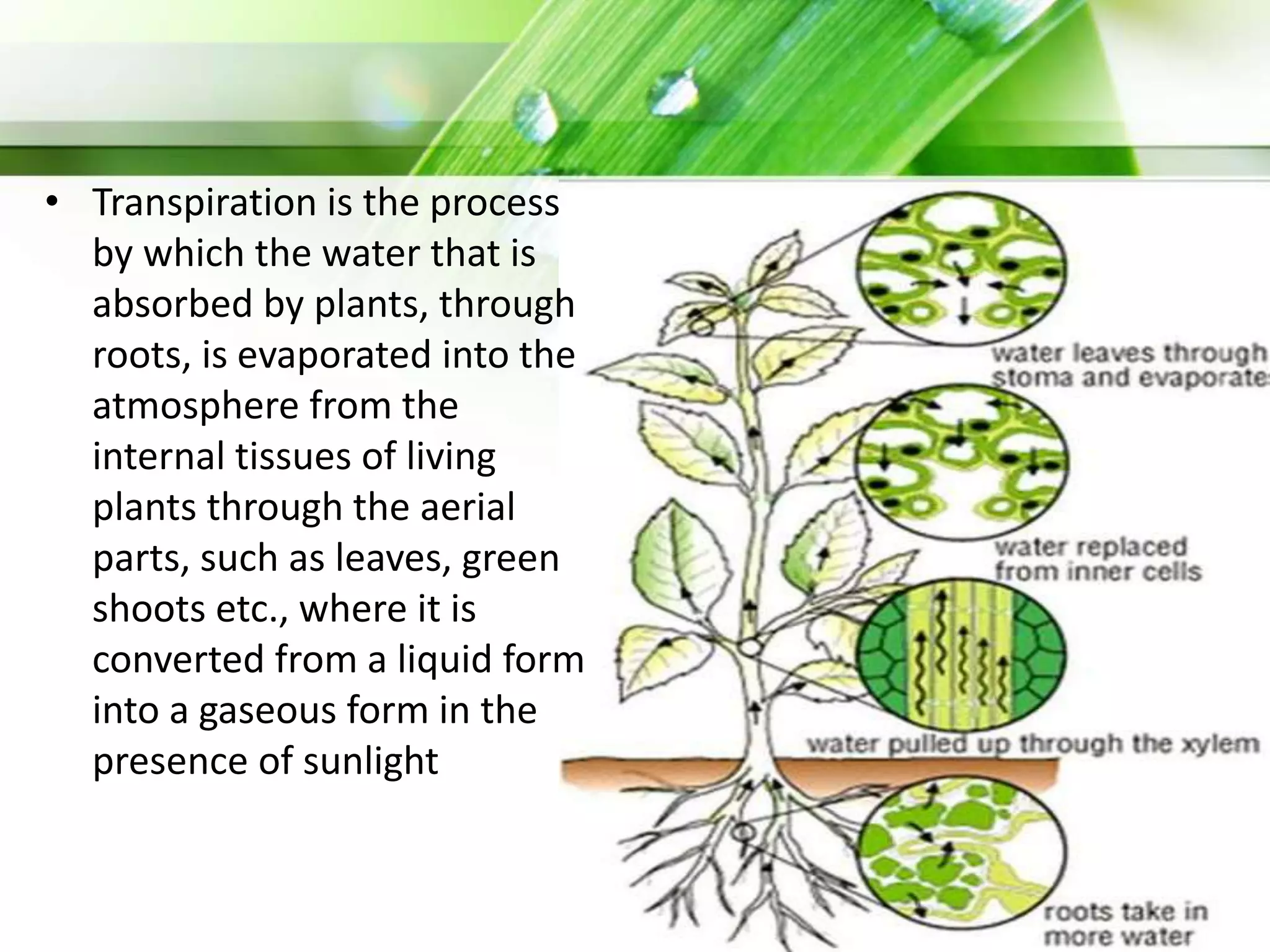 • Transpiration is the process
by which the water that is
absorbed by plants, through
roots, is evaporated into the
atmosphere from the
internal tissues of living
plants through the aerial
parts, such as leaves, green
shoots etc., where it is
converted from a liquid form
into a gaseous form in the
presence of sunlight
 