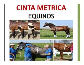 CINTA METRICA
EQUINOS
 
