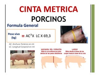 CINTA METRICA
PORCINOS
Peso vivo
(kg) AC X LC X 69,3= 2
AC: Anchura Torácico en mt
LC: Longitud Corporal en mt
Formula General
 