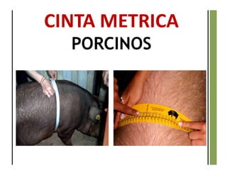 CINTA METRICA
PORCINOS
 