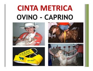 CINTA METRICA
OVINO - CAPRINO
 