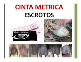 CINTA METRICA
ESCROTOS
 