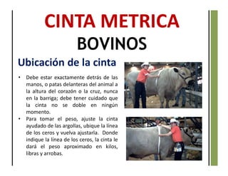 CINTA METRICA
BOVINOS
Ubicación de la cinta
• Debe estar exactamente detrás de las
manos, o patas delanteras del animal a
la altura del corazón o la cruz, nunca
en la barriga; debe tener cuidado que
la cinta no se doble en ningún
momento.
• Para tomar el peso, ajuste la cinta
ayudado de las argollas, ubique la línea
de los ceros y vuelva ajustarla. Donde
indique la línea de los ceros, la cinta le
dará el peso aproximado en kilos,
libras y arrobas.
 