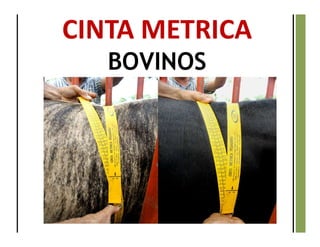 CINTA METRICA
BOVINOS
 