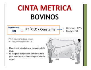 • El perímetro torácico se toma desde la
cruz.
• La longitud corporal se toma desde la
punta del hombro hasta la punta de la
nalga.
CINTA METRICA
BOVINOS
Peso vivo
(kg)
PT: Perímetro Torácico en cm
LC: Longitud Corporal en cm
PT X LC x Constante=
2 • Hembras : 87,5
• Machos: 99
 