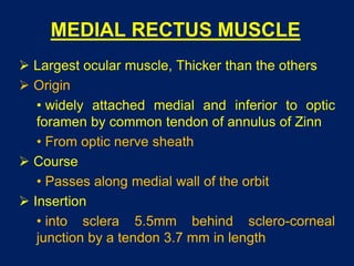 MEDIAL RECTUS MUSCLE
 Largest ocular muscle, Thicker than the others
 Origin
• widely attached medial and inferior to optic
foramen by common tendon of annulus of Zinn
• From optic nerve sheath
 Course
• Passes along medial wall of the orbit
 Insertion
• into sclera 5.5mm behind sclero-corneal
junction by a tendon 3.7 mm in length
 