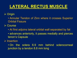LATERAL RECTUS MUSCLE
 Origin
• Annular Tendon of Zinn where it crosses Superior
Orbital Fissure
 Course
• At first adjoins lateral orbital wall separated by fat
• advances anteriorly, it passes medially and pierces
tenon’s Capsule
 Insertion
• On the sclera 6.9 mm behind sclerocorneal
junction by a tendon 8.8 mm long
 