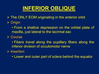 INFERIOR OBLIQUE
 The ONLY EOM originating in the anterior orbit
 Origin
• From a shallow depression on the orbital plate of
maxilla, just lateral to the lacrimal sac
 Course
• Fibers travel along the pupillary fibers along the
inferior division of occulomotor nerve
 Insertion
• Lower and outer part of sclera behind the equator
 