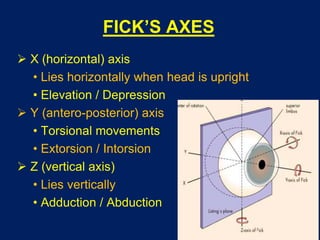 FICK’S AXES
 X (horizontal) axis
• Lies horizontally when head is upright
• Elevation / Depression
 Y (antero-posterior) axis
• Torsional movements
• Extorsion / Intorsion
 Z (vertical axis)
• Lies vertically
• Adduction / Abduction
 