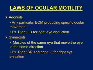 LAWS OF OCULAR MOTILITY
 Agonists
• Any particular EOM producing specific ocular
movement
• Ex. Right LR for right eye abduction
 Synergists
• Muscles of the same eye that move the eye
in the same direction
• Ex. Right SR and right IO for right eye
elevation
 