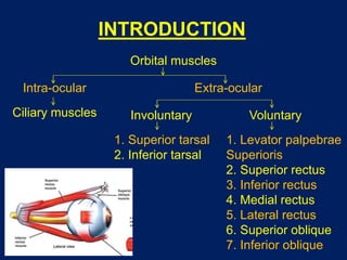 INTRODUCTION
Orbital muscles
Intra-ocular Extra-ocular
Ciliary muscles Involuntary
1. Superior tarsal
2. Inferior tarsal
Voluntary
1. Levator palpebrae
Superioris
2. Superior rectus
3. Inferior rectus
4. Medial rectus
5. Lateral rectus
6. Superior oblique
7. Inferior oblique
 