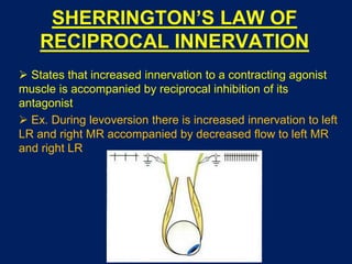 SHERRINGTON’S LAW OF
RECIPROCAL INNERVATION
 States that increased innervation to a contracting agonist
muscle is accompanied by reciprocal inhibition of its
antagonist
 Ex. During levoversion there is increased innervation to left
LR and right MR accompanied by decreased flow to left MR
and right LR
 