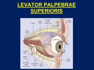 LEVATOR PALPEBRAE
SUPERIORIS
 
