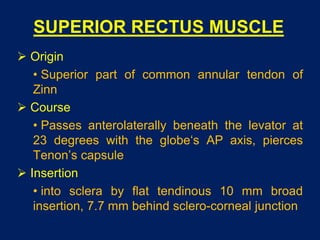 SUPERIOR RECTUS MUSCLE
 Origin
• Superior part of common annular tendon of
Zinn
 Course
• Passes anterolaterally beneath the levator at
23 degrees with the globe‘s AP axis, pierces
Tenon’s capsule
 Insertion
• into sclera by flat tendinous 10 mm broad
insertion, 7.7 mm behind sclero-corneal junction
 