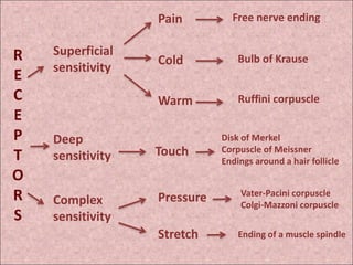 Reseptor Pacini Ruffini Sensitivity (Neurology 4) | PPT