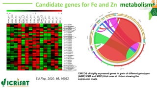 Research Program Genetic Gains (RPGG) Review Meeting 2021: A crop of prodigious opportunities By Dr Rakesh  K. Srivastava