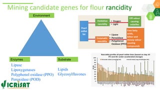 Research Program Genetic Gains (RPGG) Review Meeting 2021: A crop of prodigious opportunities By Dr Rakesh  K. Srivastava