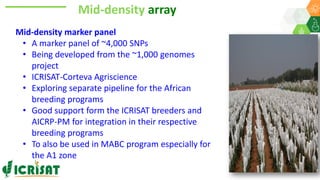 Research Program Genetic Gains (RPGG) Review Meeting 2021: A crop of prodigious opportunities By Dr Rakesh  K. Srivastava