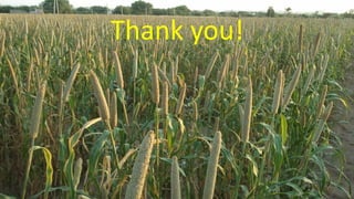 Research Program Genetic Gains (RPGG) Review Meeting 2021: A crop of prodigious opportunities By Dr Rakesh  K. Srivastava