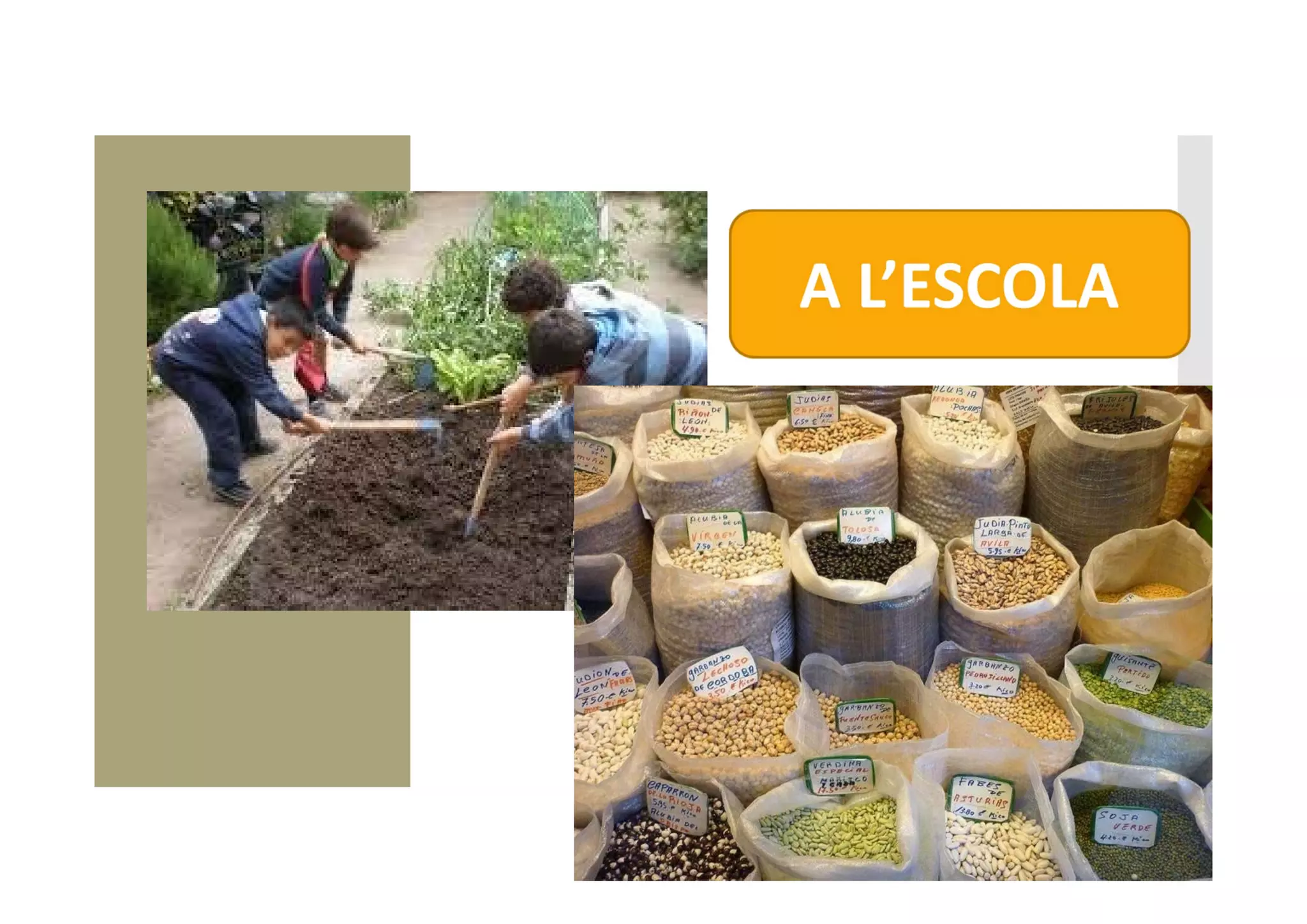 Presentació de vídeos de receptes amb hortalisses i llegums. Maria Blanquer, ASPCAT i Marc Puig-Pey, Fundació Alícia