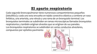 El aparto respiratorio
Cada segundo broncopulmonar tiene numerosos compartimientos pequeños
(lobulillos) y cada uno esta envuelto en tejido conectivo elástico y contiene un vaso
linfático, una arteriola, una vénula y una rama de un bronquiolo terminal. Los
bronquiolos terminales se subdividen en ramas microscópicas llamadas bronquiolos
respiratorios y también originan alveolos que se originan de sus paredes.
Los bronquiolos respiratorios se subdividen en varios conductos alveolares,
compuestos por epitelios pavimentoso simple.
 