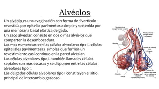 Alvéolos
Un alvéolo es una evaginación con forma de divertículo
revestida por epitelio pavimentoso simple y sostenida por
una membrana basal elástica delgada.
Un saco alveolar consiste en dos o mas alvéolos que
comparten la desembocadura.
Las mas numerosas son las células alveolares tipo I, células
epiteliales pavimentasas simples que forman un
revestimiento casi continuo en la pared alveolar.
Las células alveolares tipo II también llamados células
septales son mas escasas y se disponen entre las células
alveolares tipo I.
Las delgadas células alveolares tipo I constituyen el sitio
principal de intercambio gaseoso.
 