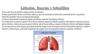 Lóbulos, fisuras y lobulillos
Una o dos fisuras dividen cada pulmón en lóbulos.
Ambos pulmones tienen una fisura oblicua, que se extiende en dirección anterioinferior; el pulmón
derecho también tiene una fisura horizontal.
La fisura del pulmón izquierdo separa el lóbulo superior del lóbulo inferior.
En el derecho, la parte superior de la fisura oblicua separa el lóbulo superior del inferior, mientras que la
parte inferior, mientras que la parte inferior de la fisura oblicua separa el lóbulo inferior del lóbulo medio.
En consecuencia, el bronquio principal derecho origina tres bronquios lavares llamados superior, medio e
inferior y el bronquio principal izquierdo da origen a los bronquiolos lobares superior e inferior.
 