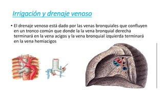 Irrigación y drenaje venoso
• El drenaje venoso está dado por las venas bronquiales que confluyen
en un tronco común que donde la la vena bronquial derecha
terminará en la vena acigos y la vena bronquial izquierda terminará
en la vena hemiacigos
 