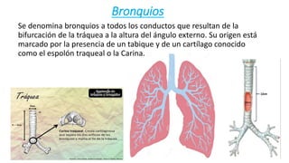 Bronquios
Se denomina bronquios a todos los conductos que resultan de la
bifurcación de la tráquea a la altura del ángulo externo. Su origen está
marcado por la presencia de un tabique y de un cartílago conocido
como el espolón traqueal o la Carina.
 