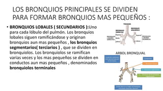 LOS BRONQUIOS PRINCIPALES SE DIVIDEN
PARA FORMAR BRONQUIOS MAS PEQUEÑOS :
• BRONQUIOS LOBALES ( SECUNDARIOS ):Uno
para cada lóbulo del pulmón. Los bronquios
lobales siguen ramificándose y originan
bronquios aun mas pequeños , los bronquios
segmentarios( terciarios ) , que se dividen en
bronquiolos. Los bronquiolos se ramifican
varias veces y los mas pequeños se dividen en
conductos aun mas pequeños , denominados
bronquiolos terminales
 