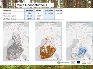 Muita luonnontuotteita
Luonnontuote Ha / Suomi Ha / P-P Litraa /Suomi Litraa /P-P
Koivun mahla 12618 67 476 555 931 2 864 ...