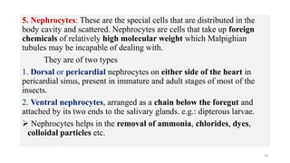 5. Nephrocytes: These are the special cells that are distributed in the
body cavity and scattered. Nephrocytes are cells that take up foreign
chemicals of relatively high molecular weight which Malpighian
tubules may be incapable of dealing with.
They are of two types
1. Dorsal or pericardial nephrocytes on either side of the heart in
pericardial sinus, present in immature and adult stages of most of the
insects.
2. Ventral nephrocytes, arranged as a chain below the foregut and
attached by its two ends to the salivary glands. e.g.: dipterous larvae.
 Nephrocytes helps in the removal of ammonia, chlorides, dyes,
colloidal particles etc.
20
 